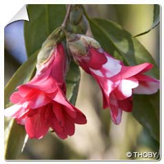 camellia japonica kujaku-tsubaki